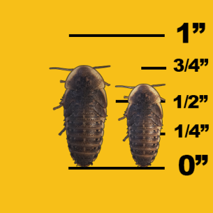 Image of large dubia roaches with ruler for comparison