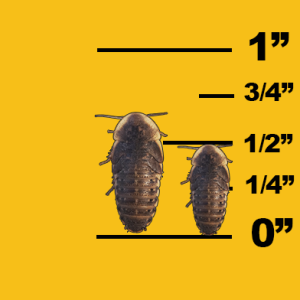image of medium dubia roaches with ruler for comparison
