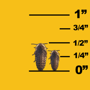 image showing small dubia roaches with ruler for comparison