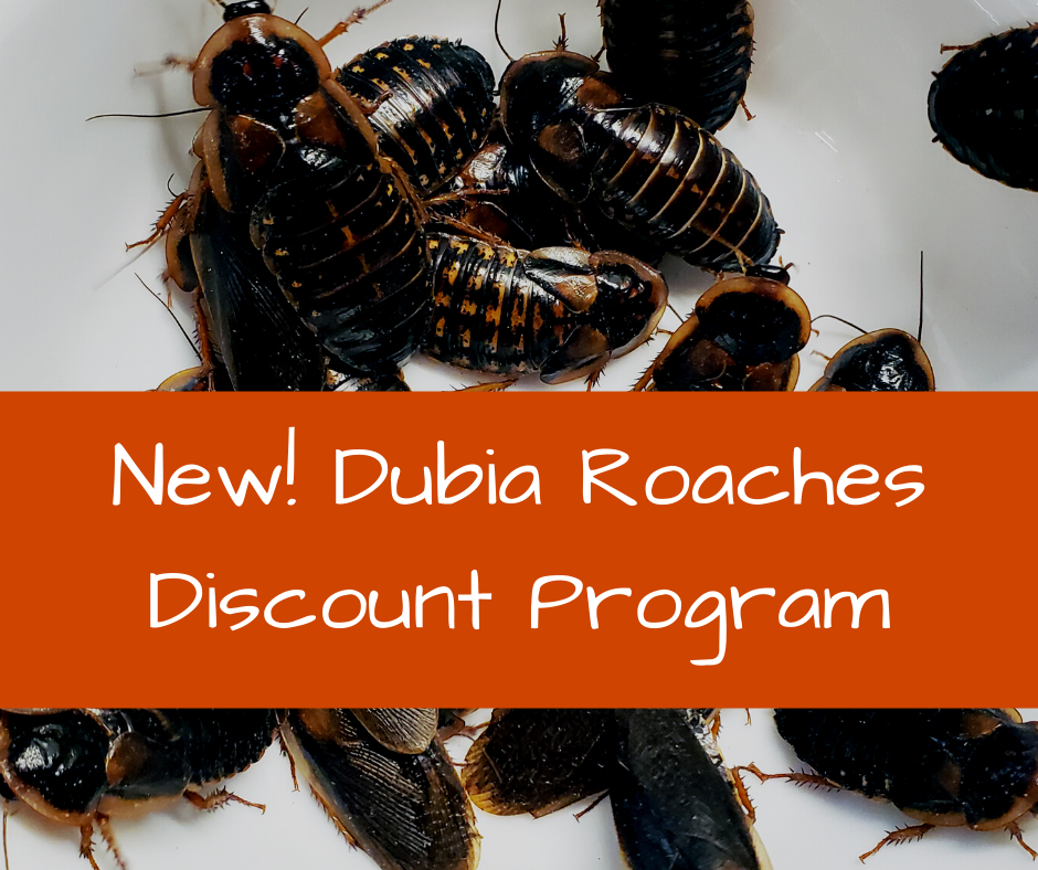 Image text reads: New! Dubia roaches discount code on a background of dubia roaches